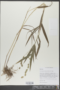 Chasmanthium latifolium image