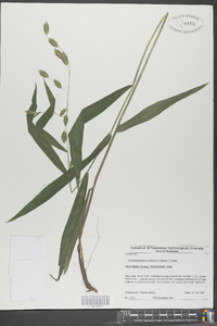 Chasmanthium latifolium image