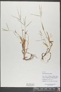 Digitaria filiformis image