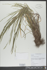 Festuca obtusa image