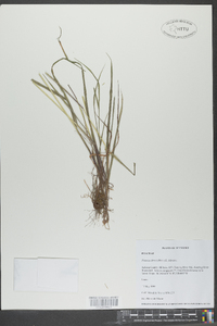 Festuca obtusa image