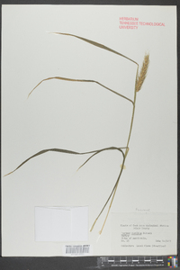 Hordeum pusillum image