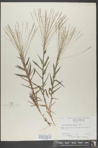 Gymnopogon brevifolius image