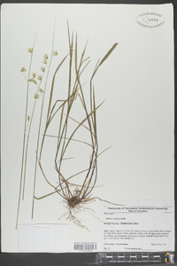 Melica mutica image