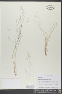 Muhlenbergia capillaris image