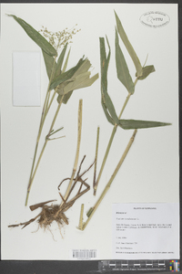 Panicum clandestinum image