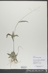 Panicum commutatum image