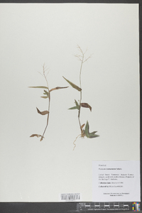 Panicum commutatum image