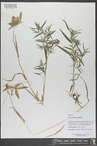 Panicum dichotomum image