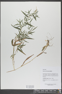 Panicum dichotomum image