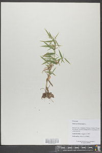 Panicum dichotomum image