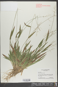 Panicum laxiflorum image