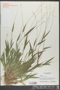 Panicum laxiflorum image