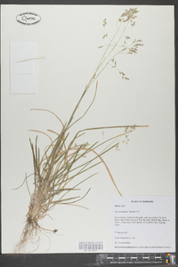 Poa autumnalis image