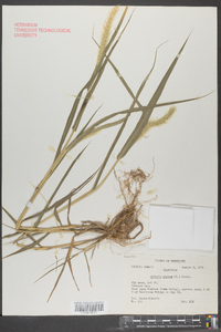 Pennisetum glaucum image