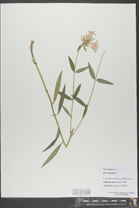 Phlox maculata image