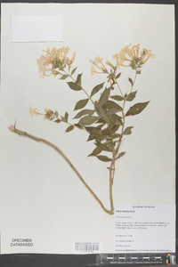 Phlox paniculata image