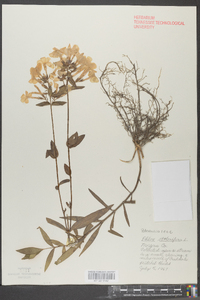 Phlox stolonifera image