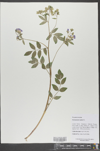 Polemonium reptans image