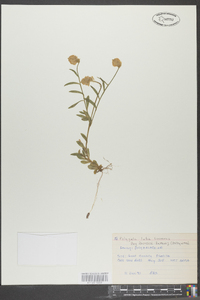 Polygala lutea image