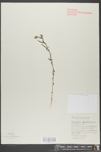 Polygala sanguinea image