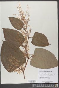 Reynoutria japonica image