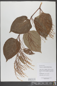 Reynoutria japonica image