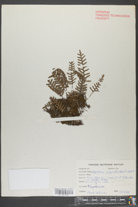 Polypodium polypodioides image