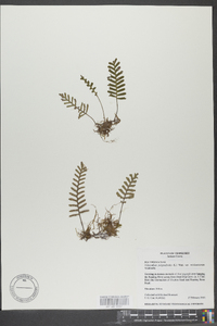 Polypodium polypodioides image