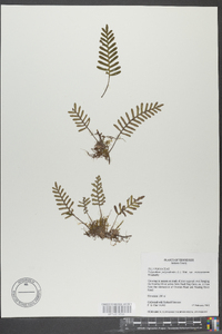 Polypodium polypodioides image