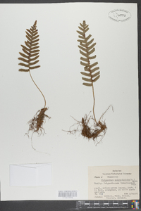 Polypodium polypodioides image