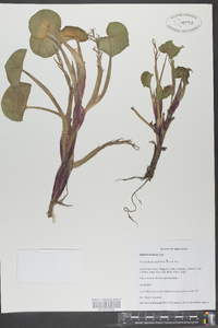 Heteranthera reniformis image