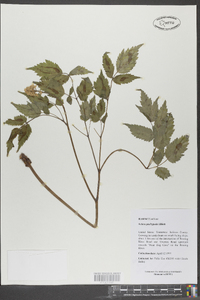 Actaea pachypoda image