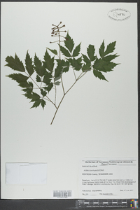 Actaea pachypoda image