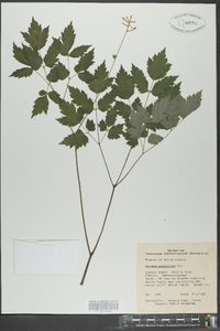 Actaea pachypoda image