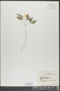 Anemone quinquefolia image