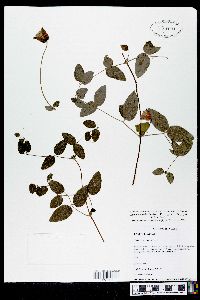 Clematis cumberlandensis image