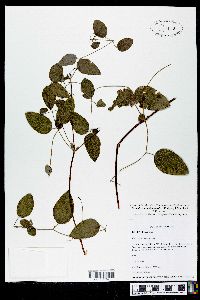 Clematis cumberlandensis image