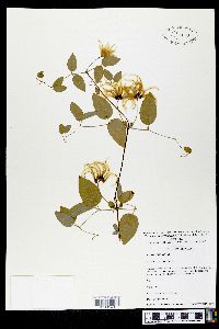 Clematis cumberlandensis image