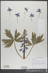 Delphinium tricorne image