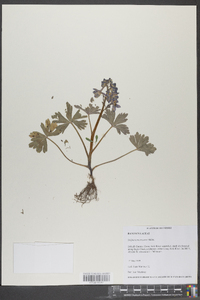 Delphinium tricorne image