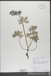 Delphinium tricorne image