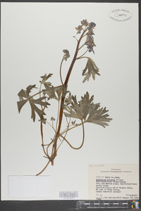 Delphinium tricorne image