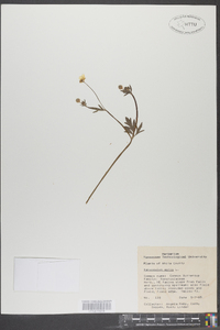 Ranunculus acris image