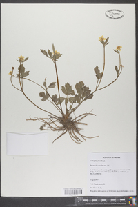 Ranunculus carolinianus image