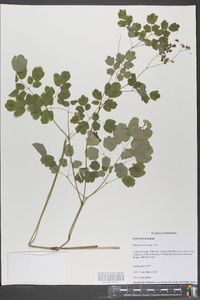 Thalictrum clavatum image