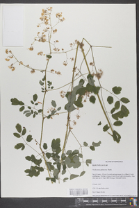 Thalictrum pubescens image