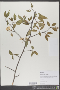 Amelanchier laevis image