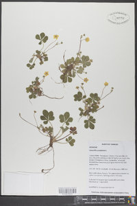 Potentilla canadensis image