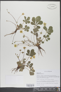 Potentilla canadensis image